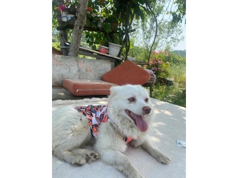 Köpeğimizi sahiplendirmek istiyoruz