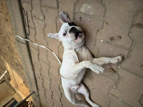 Yavru french bulldog