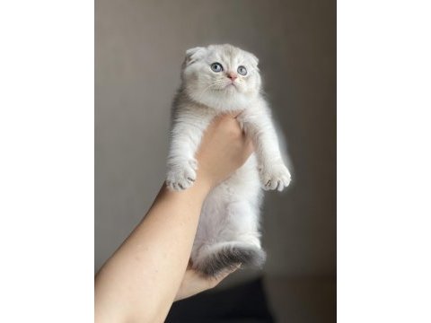 Sıfır kulak oyuncu scottish fold silver yavrum