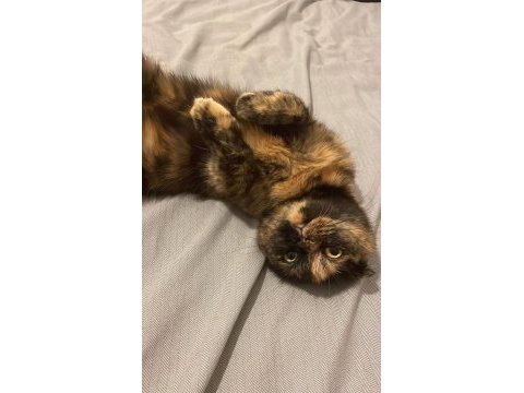 3 yaşında scottish fold kızımız ücretsiz