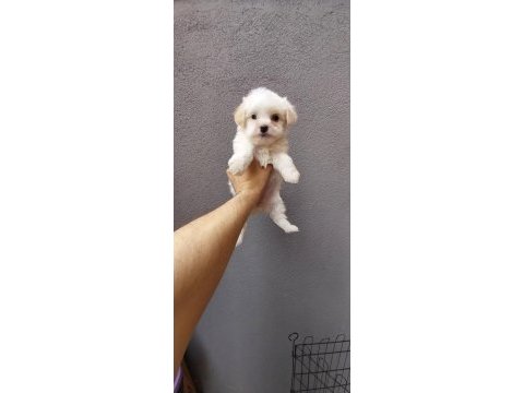 Maltese yavrularımız