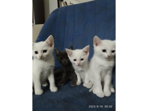3 aylık british mavi göz erkek