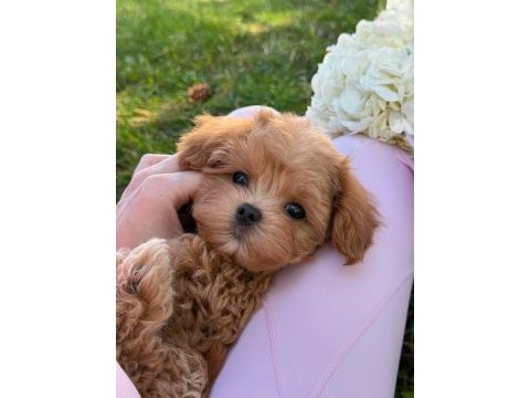 Korean 0 boy maltipoo puppy aşılı