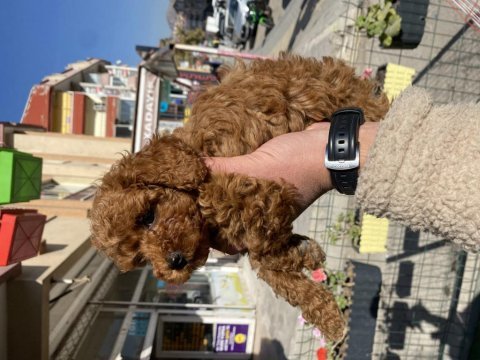 Kore kanı orijinal red brown toy poodle dişi