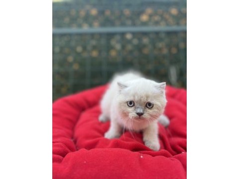 Biblo scottish fold blue point yavrular
