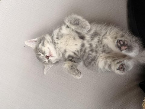 British longhair 55 günlük