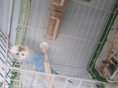 1 çift muhabbet kuşu