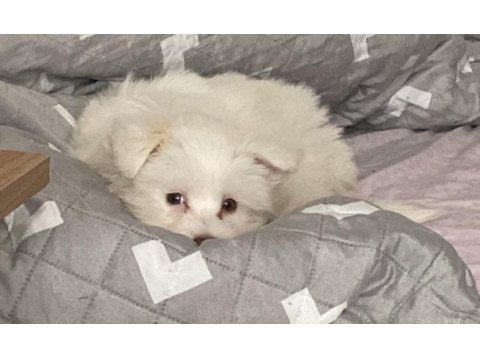 Maltese terrier acil sahiplendirilir