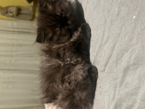 Siyah ve british longhair