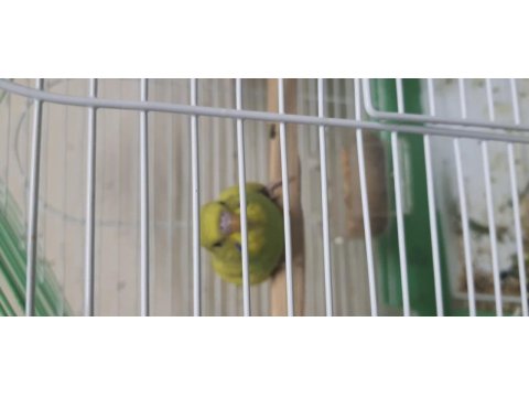 Renk renk muhabbet kuşları