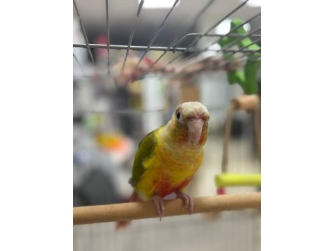 Satılık el besleme full evcil pineapple conure papağanı