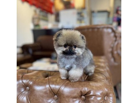 Mikro tea cup orange ayı surat pomeranian boo