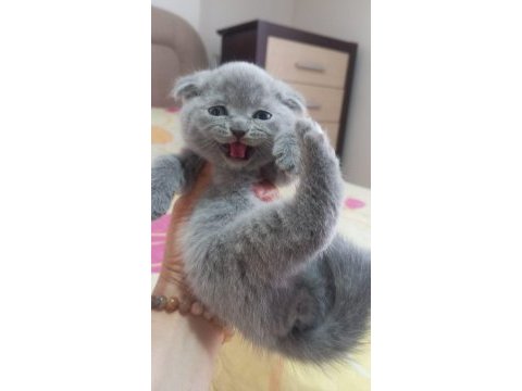 Scottish fold erkek