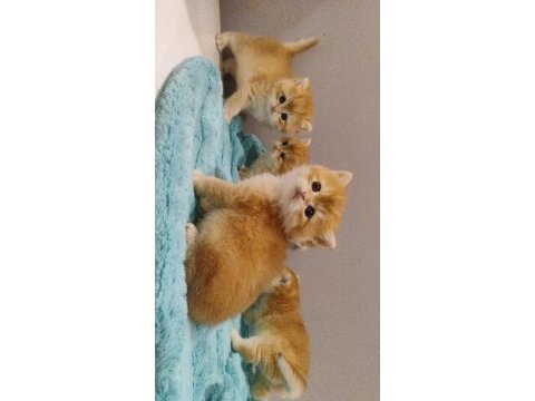 British golden shorthair yavrular