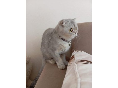 Kehribar gözlü silver scottish fold kedimiz