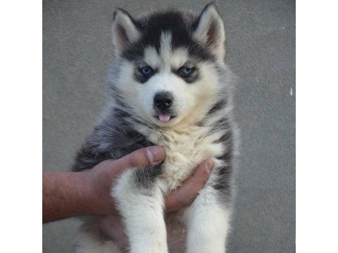 Husky sibirya yavruları