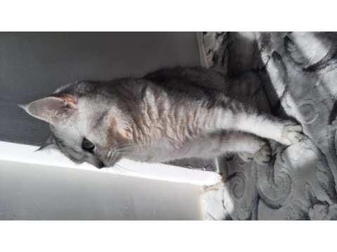British shorthair yavrumuza ömürlük yuva arıyoruz