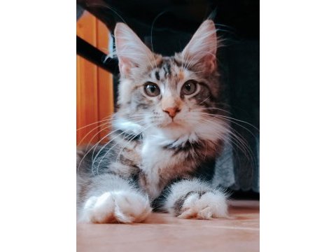 Maine coon yavrular full şecereli