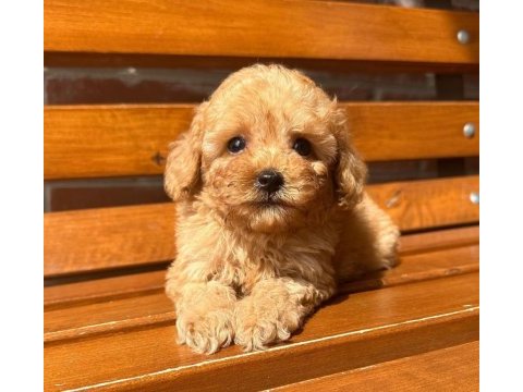 Toy poodle puppy aşılı ev ortamından