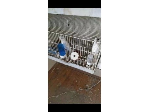 2 yaşında albino heavy 3 yavrulu takım sultan