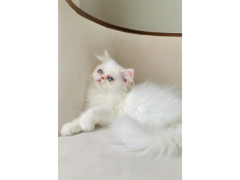 Exotic longhair kalıcı mavi göz
