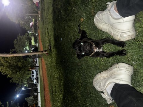 10 aylık erkek pug