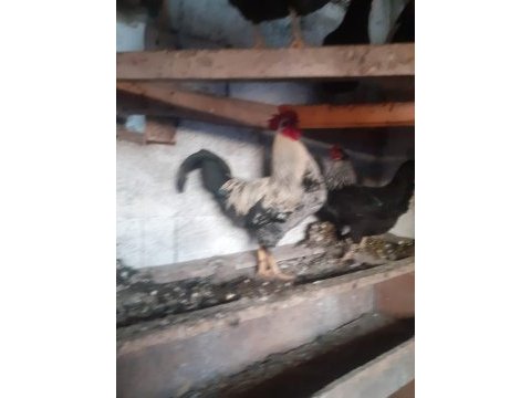 Kesimlik beslemelik köy horozu