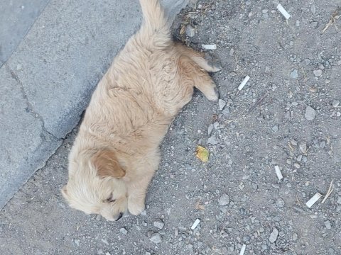 Gülen yüz golden retriever yavrumuz