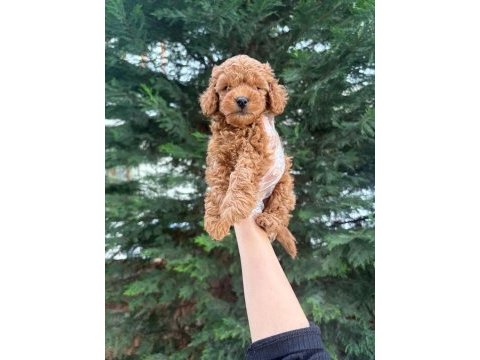 Tuvalet eğitimine uygun akıllı poodle yavrular