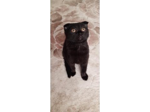 Scottish fold yavruları acil yuva