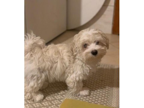 Orjinal maltipoo çiş eğitimli uygun