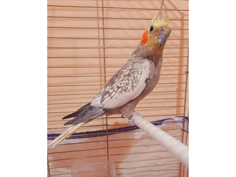 Erkek sultan papağanı