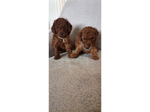 Toy poodle erkek yavrular