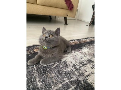 British shorthair dişi
