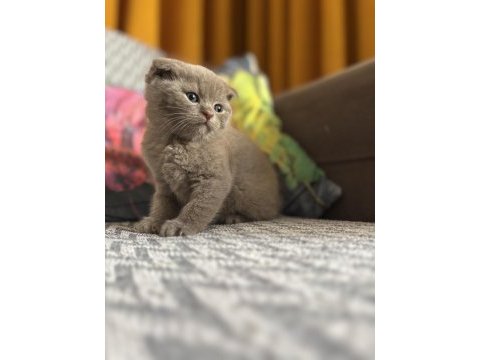 British shorthair beyaz ve lilac bebeklerime yuva arıyorum
