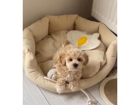 Sevimlilikte sınır tanımayan maltipoo yavruları