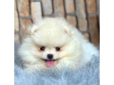 Ayı surat pomeranian boo