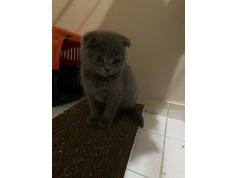 4 aylık gri scottish fold dişi a kalite yavru
