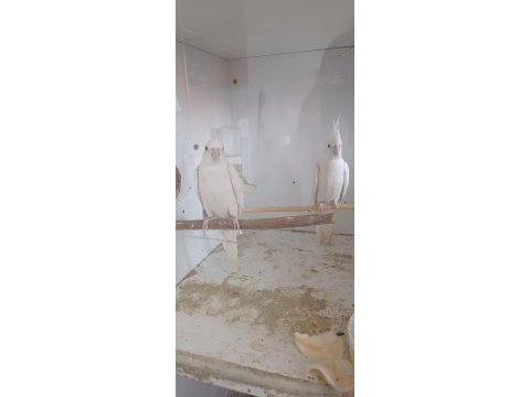 Uysal beyaz sultan papağanı