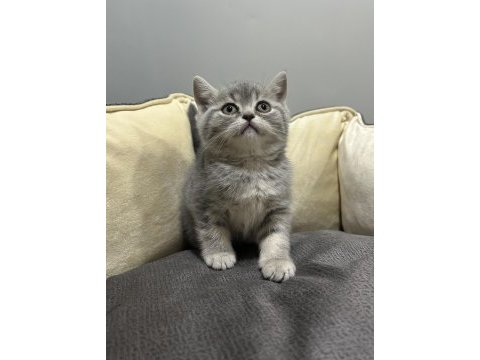 Tabby british shorthair