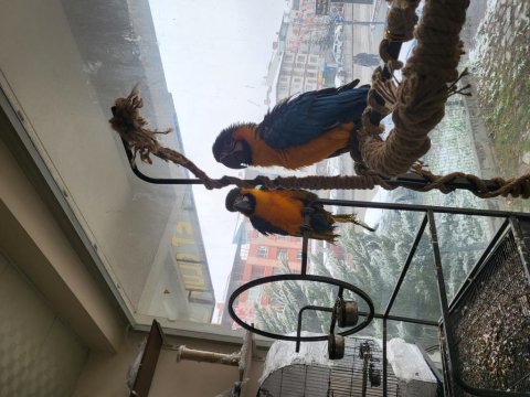 6 ile 8 aylık macaw