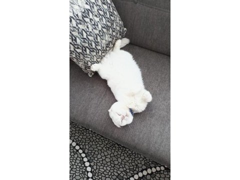 1.5 yaşında yakışıklı scottish fold oğlumu veriyorum