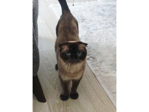 Anne ve oğul kediler yeni yuva arıyorlar