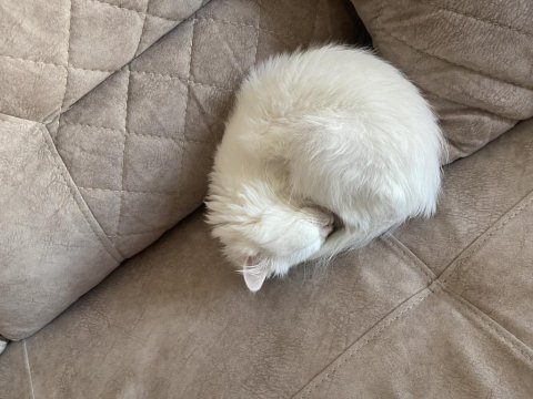 Chinchilla 1 yaşında kedimiz