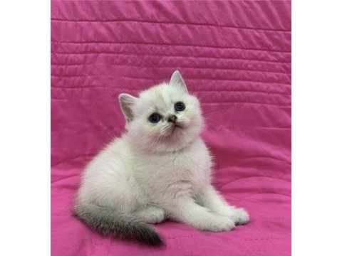 Birbirinden güzel brıtısh shorthair yavrularım 