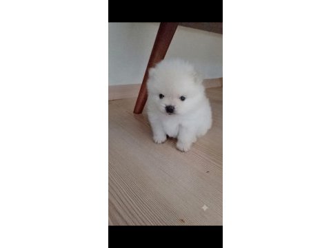 Evimizin kızının pomeranian bebekleri