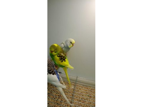 Rengarenk yavru muhabbet kuşları