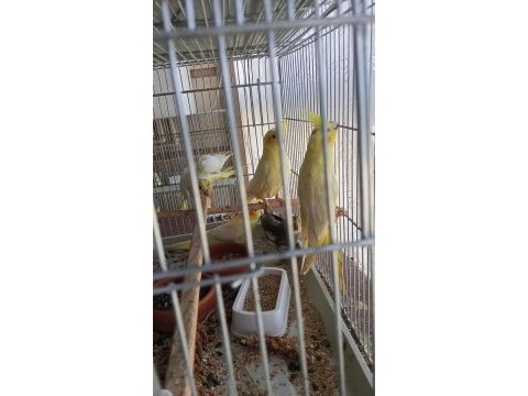 1.5 aylık lutino sultan papağanı yavrular