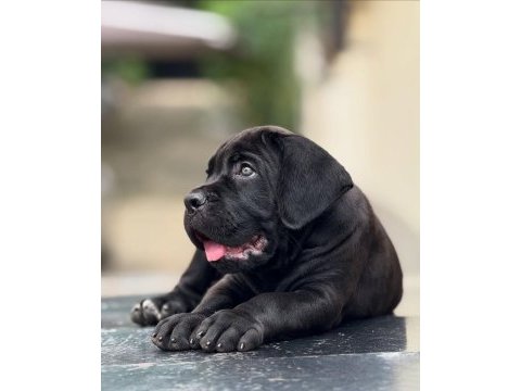 Orjinal safkan garantili dev cane corso yavruları