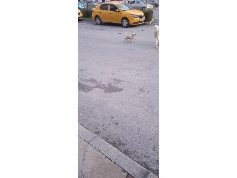 Kayıp köpek ilanı